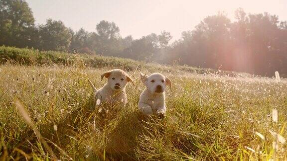 超级慢动作MS金毛寻回犬幼犬在草地上奔跑在日落打狗
