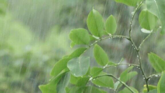 雨季