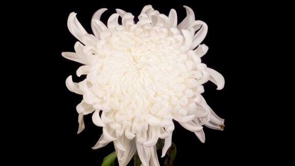 美丽的白色菊花开放和枯萎