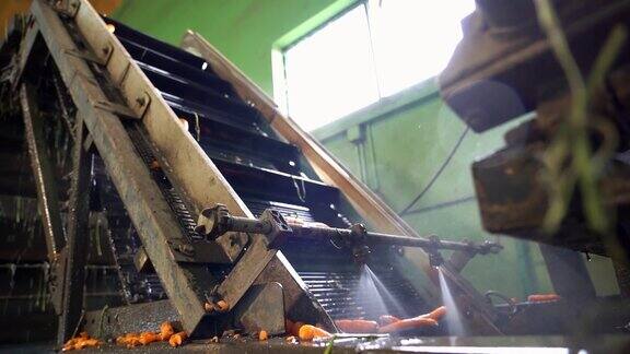 旧工业蔬菜洗涤分级设备上胡萝卜洗涤的慢动作