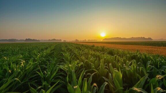 黎明时分的玉米和小麦田
