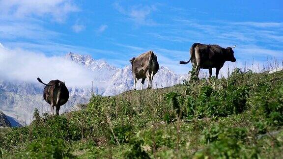 在山上吃草的牛