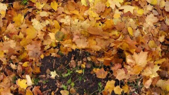 从树上掉下来的金色叶子被风吹走了