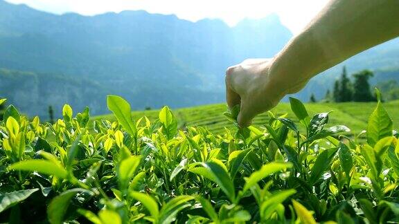 农民手工采摘茶叶