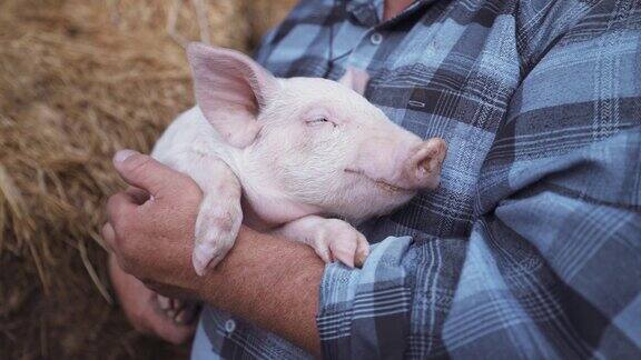 一个善良的农民把一只熟睡的猪抱在怀里一个戴着草帽的男人在干草棚附近