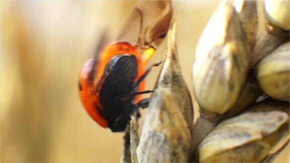 瓢虫昆虫翅膀甲虫雀斑在麦田里