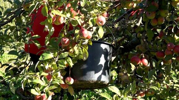 不知名的人从树枝上摘新鲜的苹果在花园工作4k