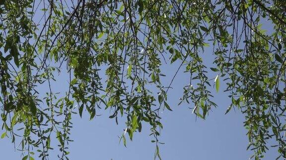 带着绿叶的柳枝迎着天空在风中摇曳