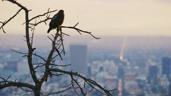 洛杉矶格里菲斯公园的红尾鹰