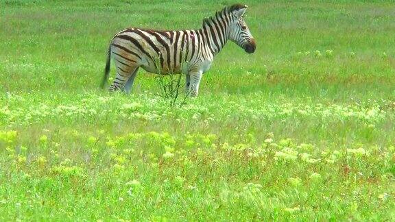 一只孤独的斑马在荒野的草地上吃草