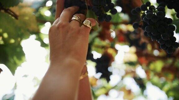 在葡萄园里女人用手捧着挂在茎上的黑葡萄