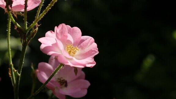 蔷薇春花浅DOF慢莫