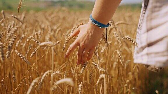 专业领域:年轻的女性农学家培育小麦作物的精度