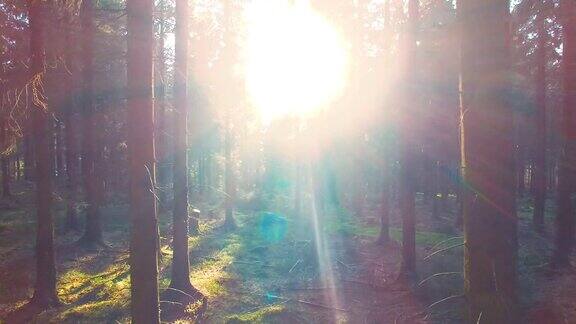 寂静的森林在春天明媚的阳光照耀下