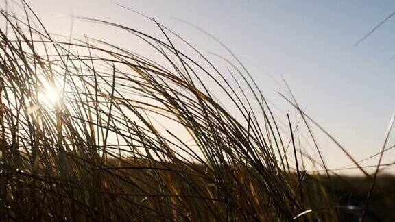 夕阳下的沙滩草随风飘舞