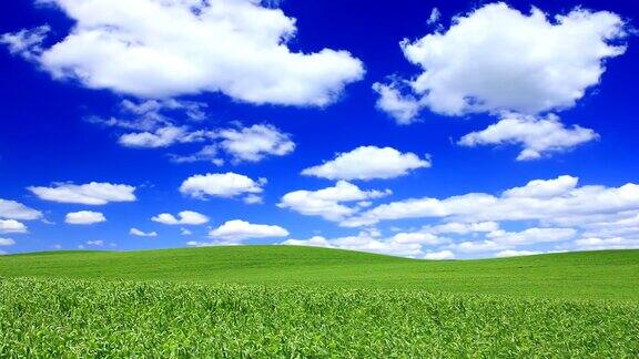 田园诗般的绿色田野和蔚蓝的天空