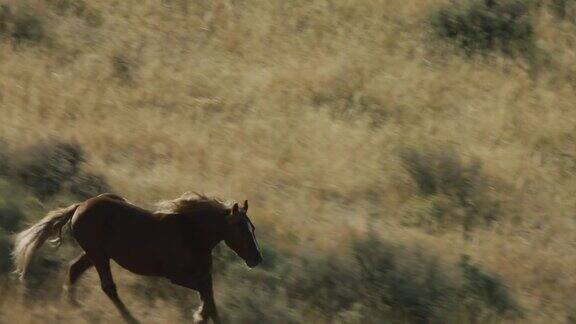 蒙大拿州埃尼斯附近一群野马在沙砾山脉山脚下的灌木、草地和树木间奔驰