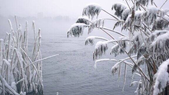 冬天的河流和生长在岸边的芦苇