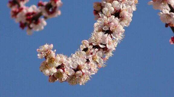 杏树开花蜜蜂飞来