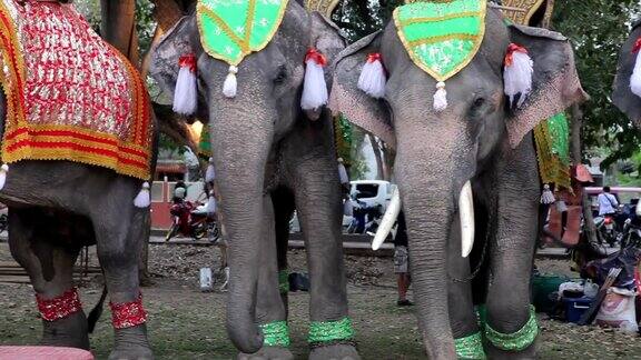 泰国大城府的一群大象