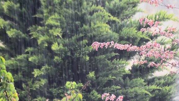 五月强雷暴雨