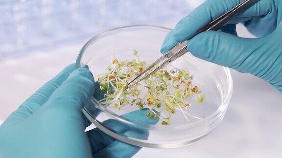 实验室转基因植物研究医生正在进行一项改变小麦芽基因组的实验