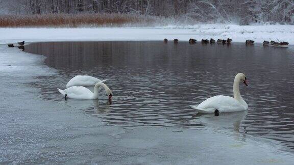 冬天美丽的白天鹅在不结冰的湖面上游泳和潜水