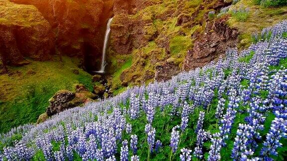 冰岛风景如画的森林和山脉野生的蓝色羽扇豆在夏天开花最美丽的瀑布