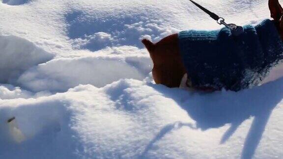 一只小狗在厚厚的雪地里走着接着是女主人