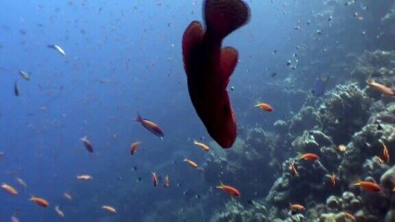鱼群的背景水下海洋景观在红海