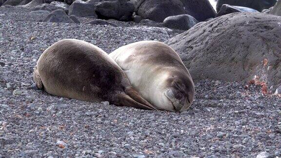 两只海豹睡在碎石上其中一只还在扭动