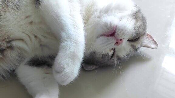 有趣的苏格兰折灰色条纹猫睡觉躺着和转动它的身体在舒适
