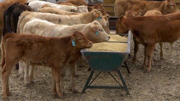 在西班牙的农业农场牛群吃饲料的慢动作牛的牲畜