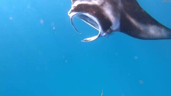 黄貂鱼在潜水员之间的蓝色水下游泳