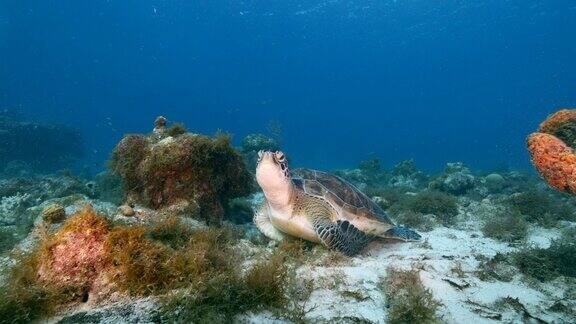 海景与绿海龟在珊瑚礁的加勒比海
