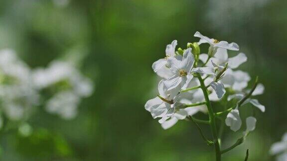 春天森林里的白色野花