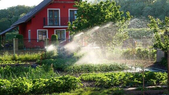 给菜园的蔬菜浇水