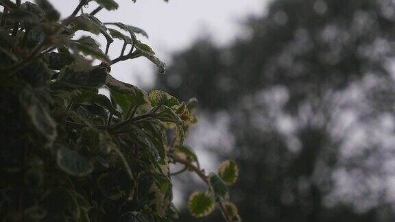 下雨了森林雨中的绿叶夏雨潮湿的树叶潮湿的草地上阴云密布潮湿的天气瓢泼大雨