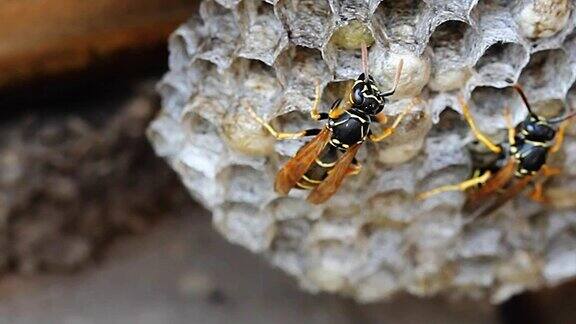 坐在巢上的欧洲纸黄蜂