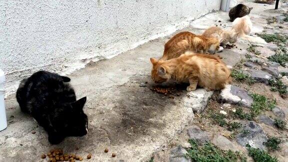 猫在街上吃猫的食物
