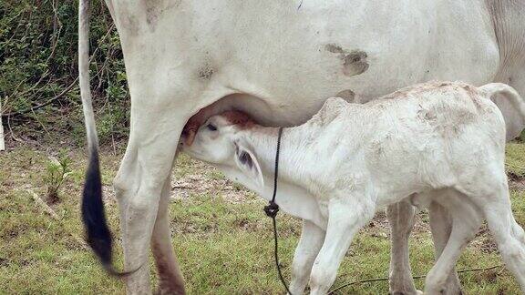 在田里吮吸母亲奶水的小牛