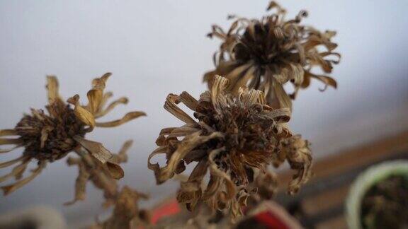 阳台花盆里干枯枯死的花的特写镜头北阿坎德邦的德拉敦印度