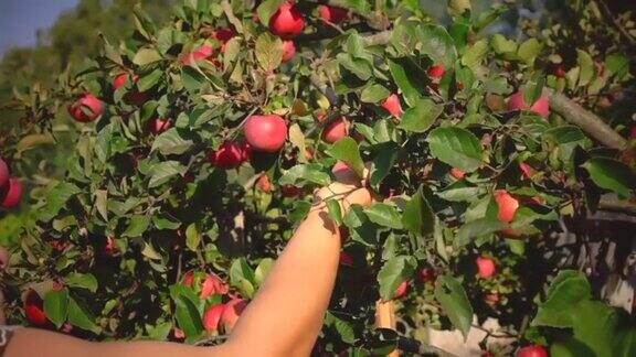 一个女人用手从树上摘苹果天然非转基因产品秋日果园劳作