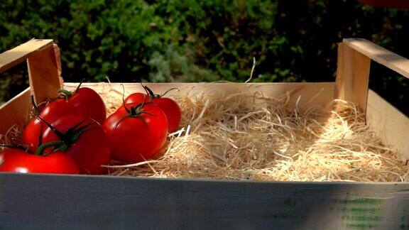 手把熟透多汁的西红柿放进一个木盒子里