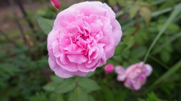粉红玫瑰的花园里的粉红玫瑰大自然