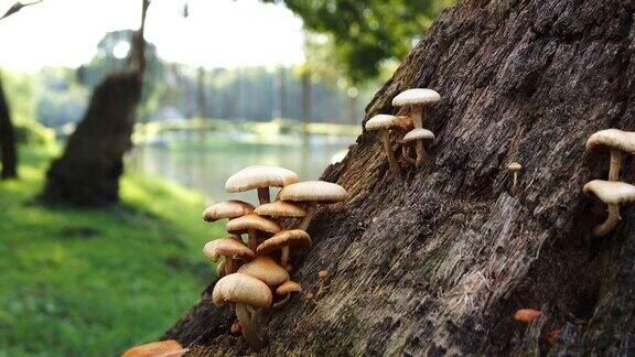 4k:阳光森林里的野生蘑菇多莉拍摄