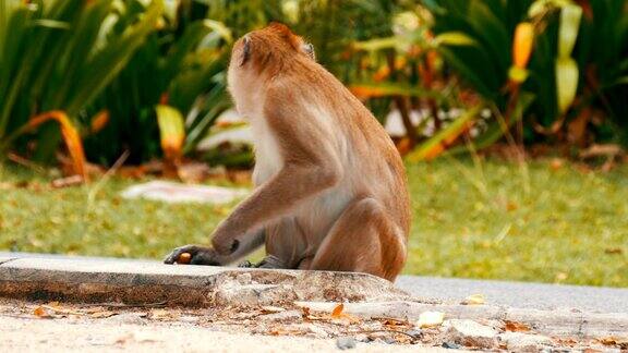猴子就坐在街上吃东西