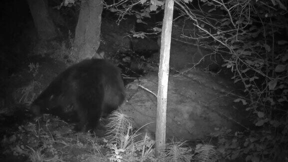 追踪摄像头的红外镜头拍到一只熊在一块大石头上摩擦