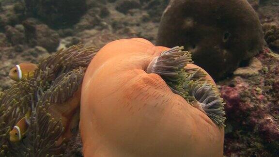 闭海葵和小丑鱼近距离在马尔代夫的海底野生动物
