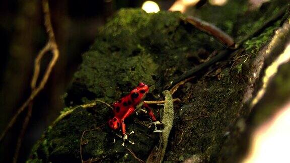 加勒比的草莓毒箭蛙的自然栖息地